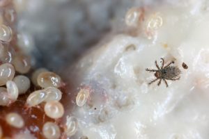 berapa lama tungau hidup